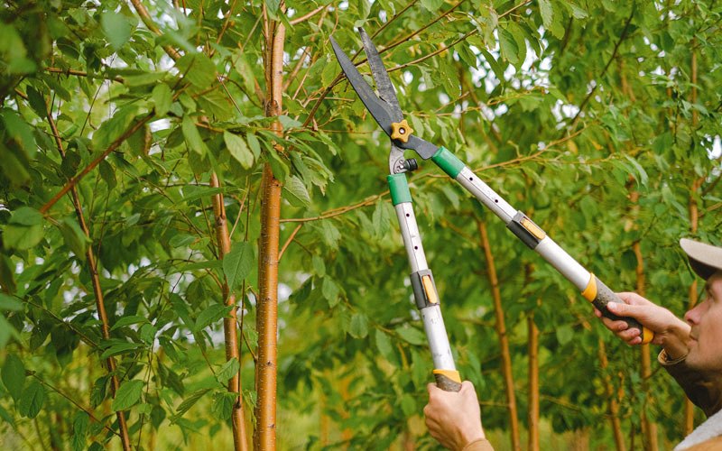 Tree trimming in Meredosia, IL